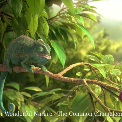 OUR WONDERFUL NATURE - THE COMMON CHAMELEON - FFDL